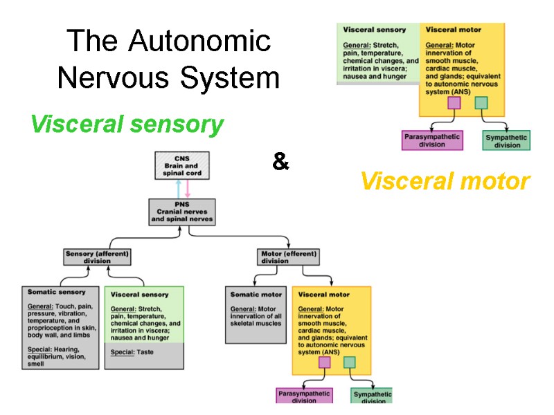 The Autonomic Nervous System Visceral sensory Visceral motor &